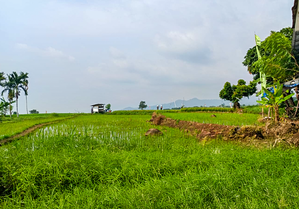 TANAH DI KAB. SITUBONDO - WOFF773-1 - foto 2